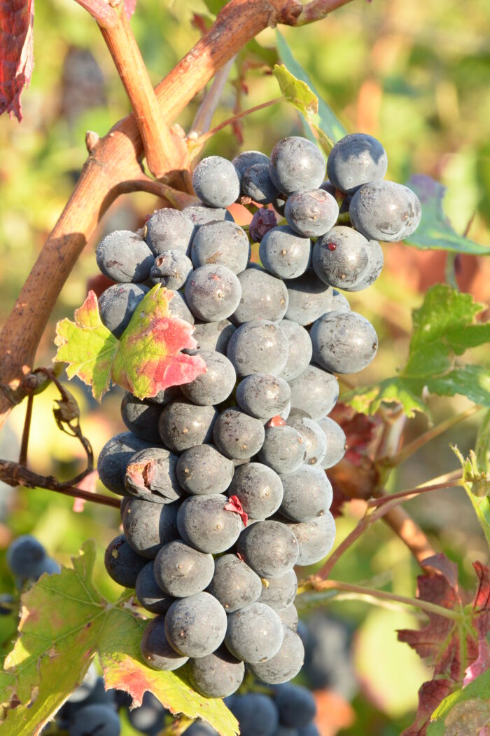 Champagne René Jolly.jpg Champagne René Jolly