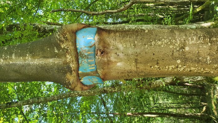 Bérulle CP Tabéa Posteaux (15).jpg Tabéa Posteaux