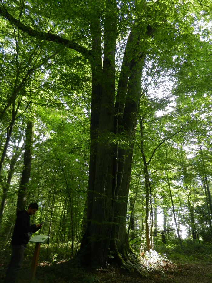 Chêne quadrimelle Aix-en-Othe ©Tabéa Posteaux