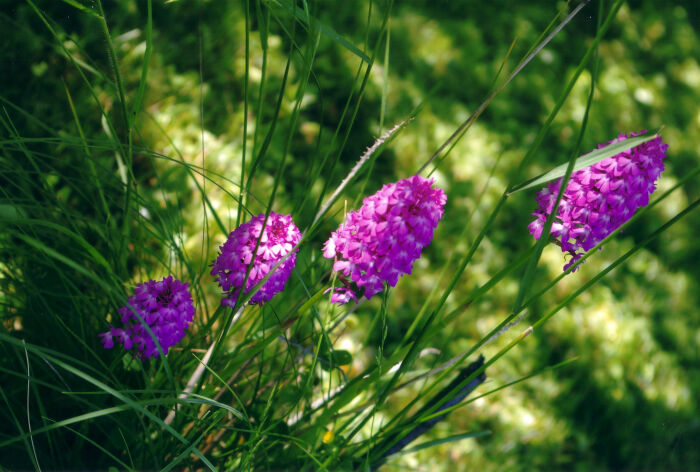 Orchidées 2.jpg Concours photos