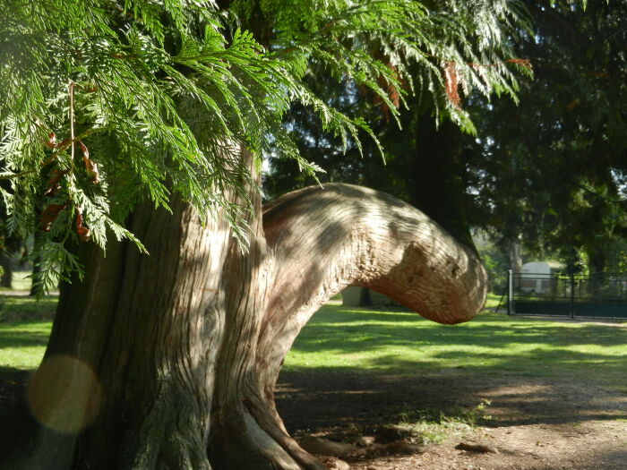 Thuya Aix-en-Othe ©Tabéa Posteaux