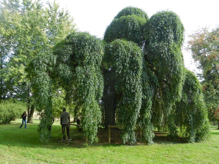 Sophora du japon ©Tabéa Posteaux