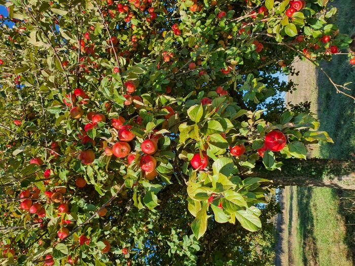 Pommier CP Tabéa Posteaux.jpg Tabéa Posteaux