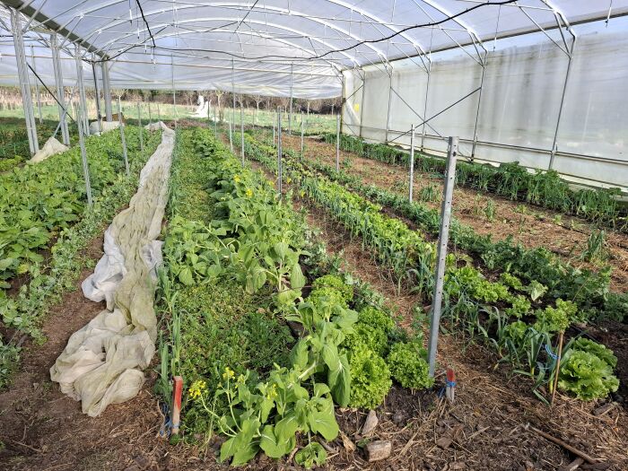 Production.jpg PnrFO