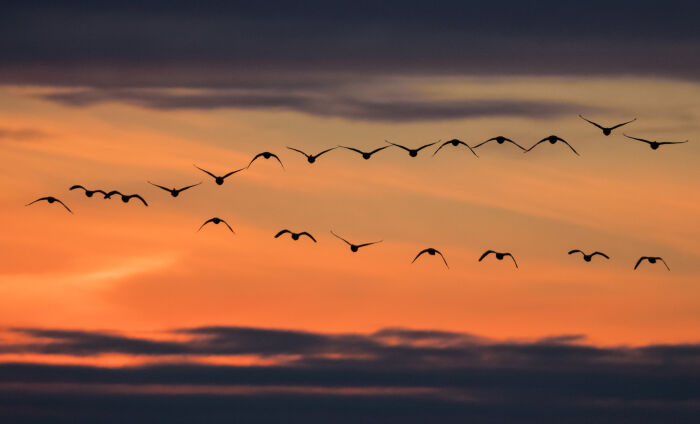 Ciel Crépuscule_crédit  C.Tomasson.JPG C.Tomasson