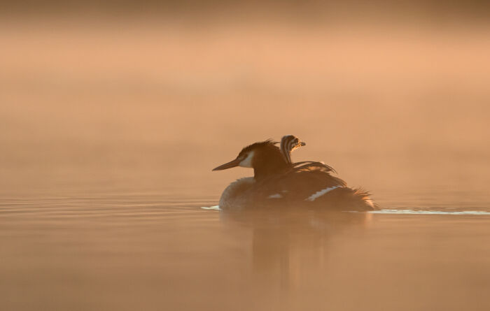 Grèbbes_crédit  C.Tomasson.JPG C.Tomasson