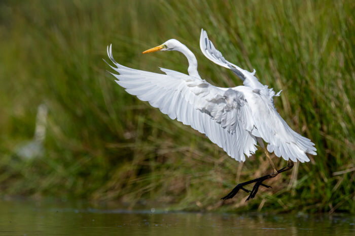 Grande Aigrette.JPG Christine Tomasson