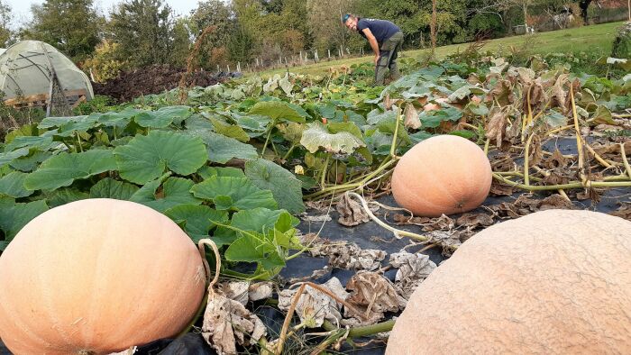 La ferme à guigui.jpg La ferme à Guigui
