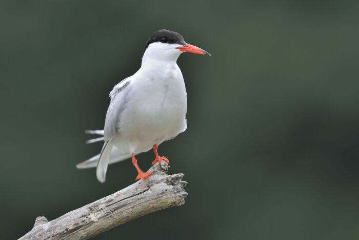 Sterne Pierre Garin.JPG Christine Tomasson
